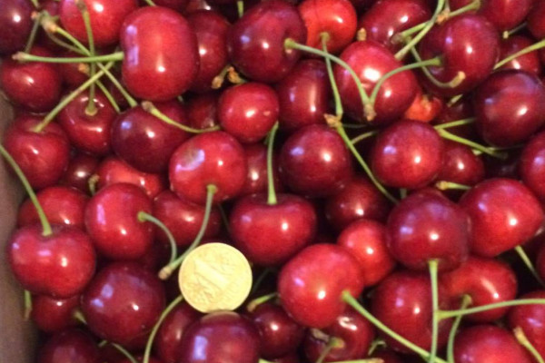 Черешневый сад в Херсонской области